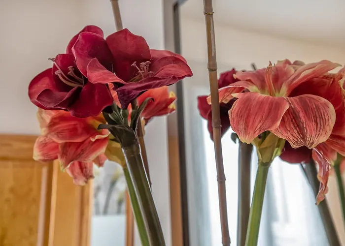 Kurtuba コルドバ